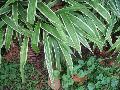 Carex Variegated Sedge, Variegated Sedge / Carex siderosticha 
